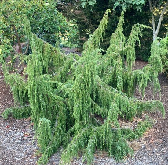 Parastais kadiķis 'Oblonga Pendula'